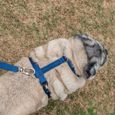 Peitoral para Cachorro H Aquarela Azul Marinho